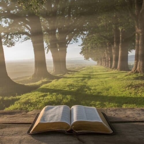 Beautiful Inspiring Bible Pictures to Deepen Your Faith My Bible Song 2026 Bible open on a rustic wooden table in a peaceful outdoor setting with tall trees and sunlight streaming through, perfect for Bible study or spiritual reflection.