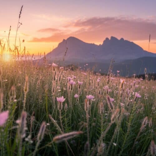 Sunset over wildflower meadow with mountain background, representing tranquility and spiritual reflection for My Bible Song.